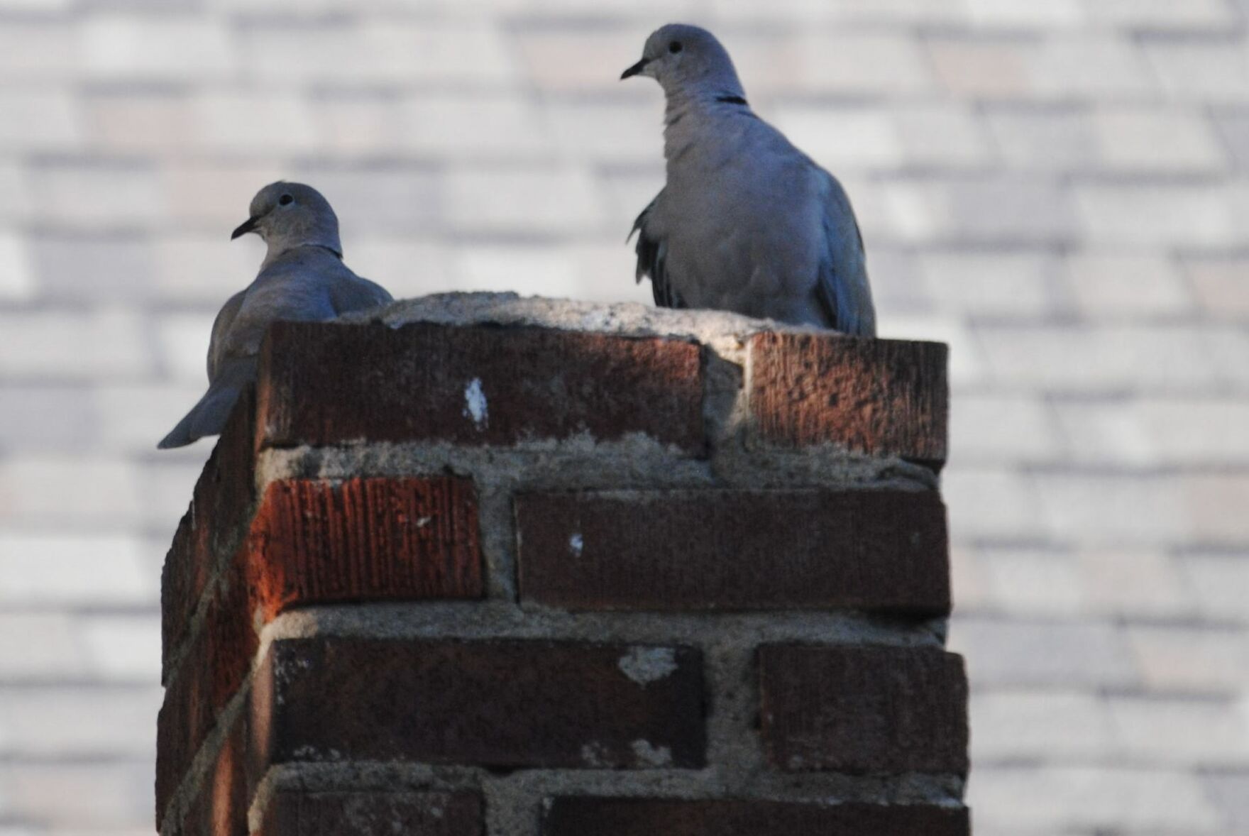 Neighborhood watch